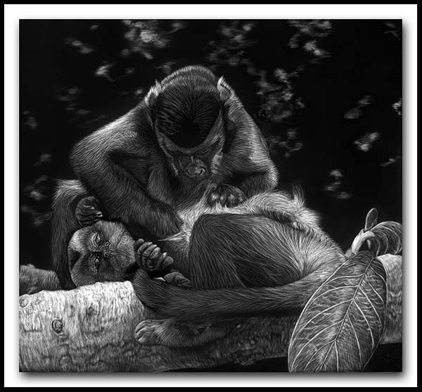 Grooming Session - Capuchin Monkey Scratchbaord