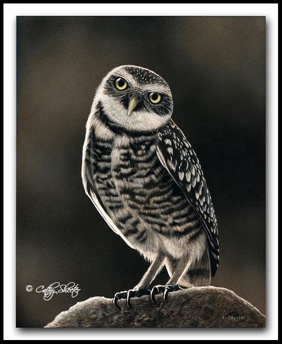 Ground Patrol - Scratchboard and Ink Burrowing Owl