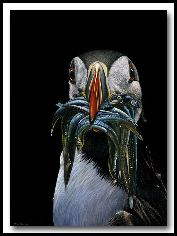 Atlantic Puffin - Scratchboard Art