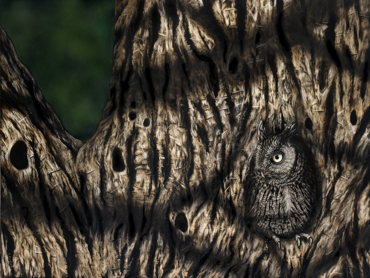 Hide and Seek - Screech Owl Scratchboard Art