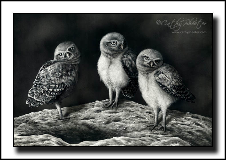 Burrowing Owls - Scratchboard