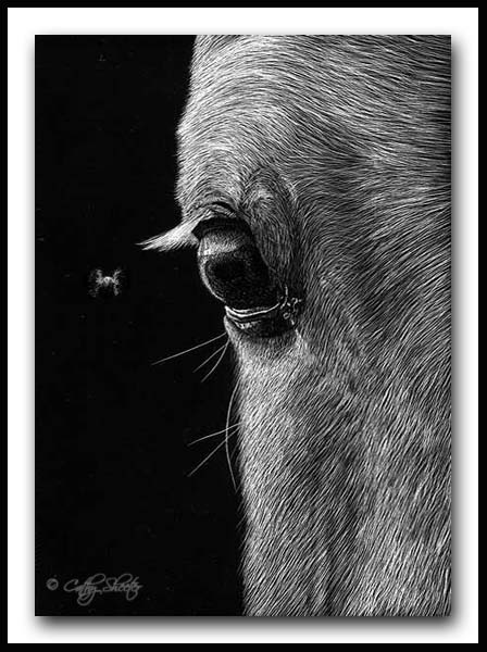 Fly By - Scratchboard