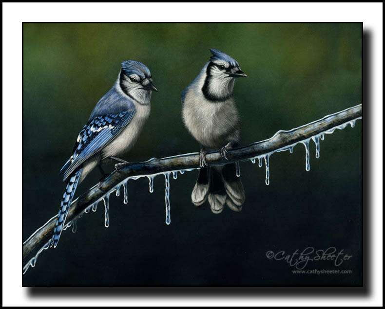 Blue Jays - Scratchboard