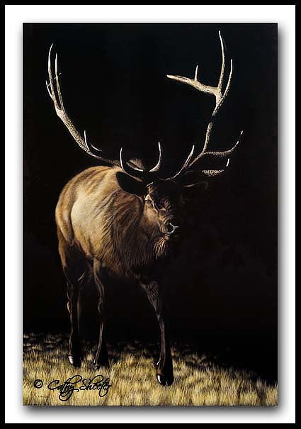 Imperial - Bull Elk Scratchboard and Ink