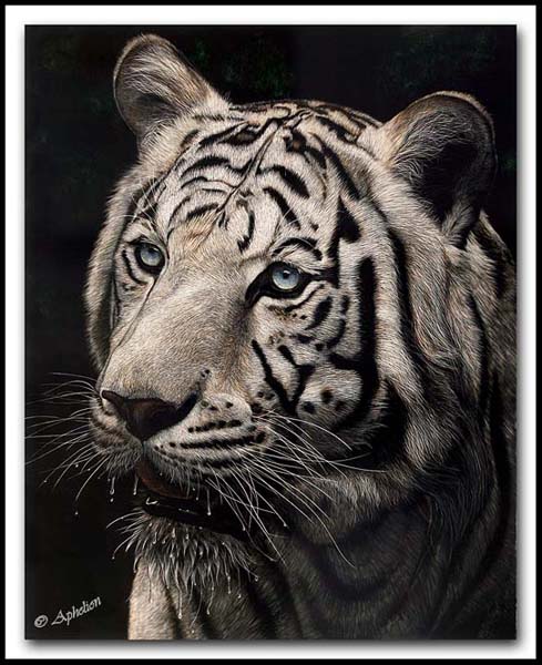 The Interrupted Drink - White Tiger Scratchboard