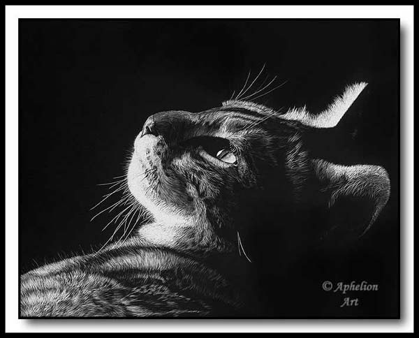 In The Light - Scratchboard Cat