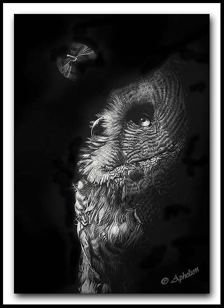 Intrigue - Great Gray Owl Moth Scratchboard