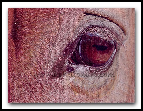 Introspection - Color Pencil Horse Eye