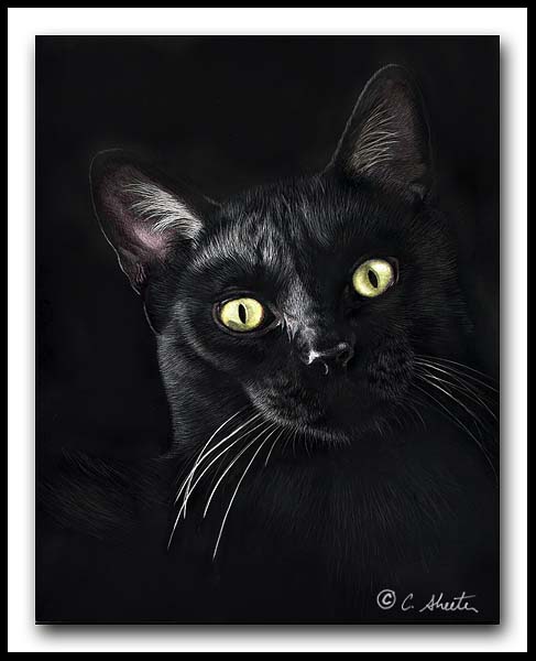 Jor-Jor - black cat
