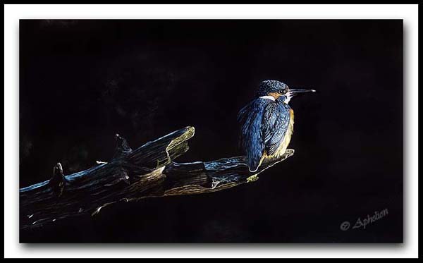 A King On His Throne - Common Kingfisher Scratchboard