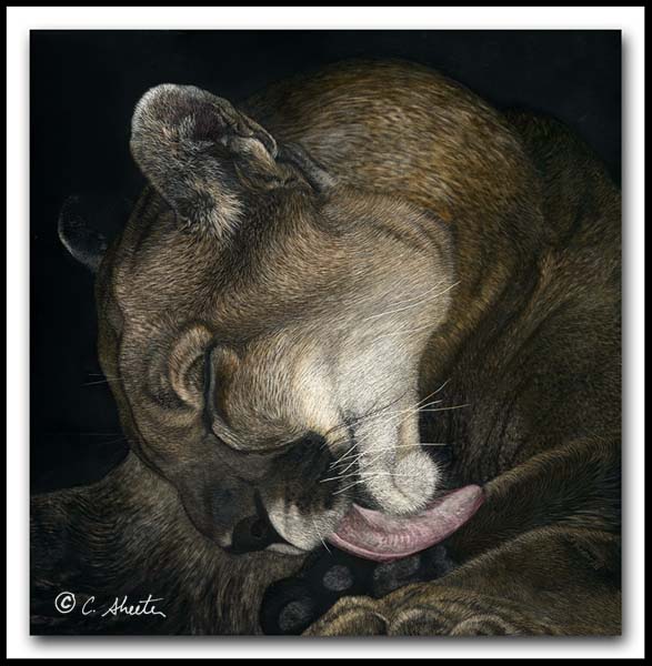 Taking A Lickin Scratchbaord Mountain Lion