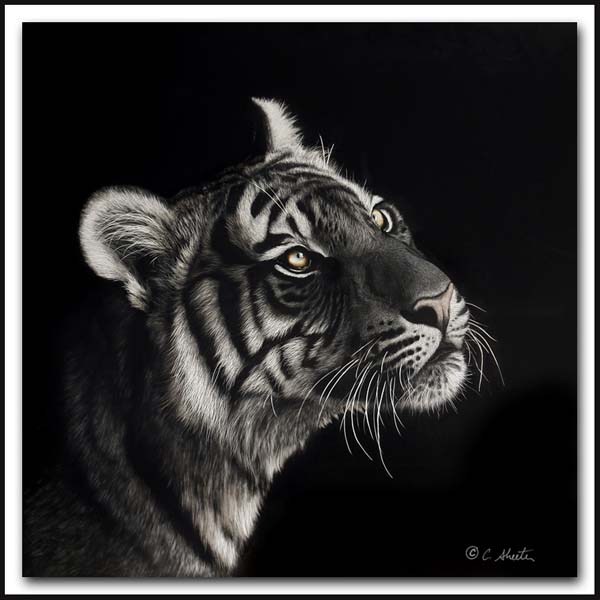 Luminescent - Scratchboard Bengal Tiger