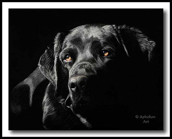 Soulful - Scratchboard Labrador Retriever