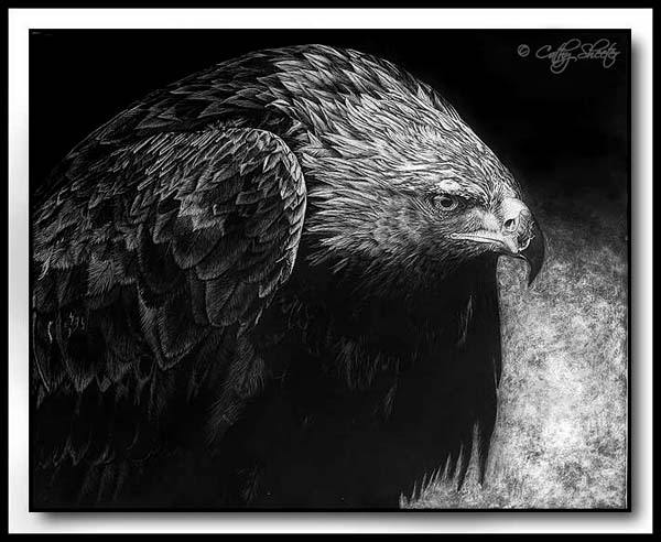 Mantling Golden Eagle - Scratchboard