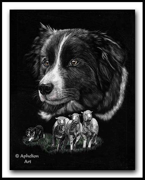 Rough And Ready - Scratchboard Border Collie