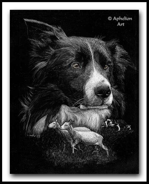 Ready And Able - Scratchboard Border Collie
