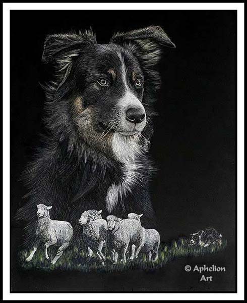 Lesson's Learned - Scratchboard Border Collie