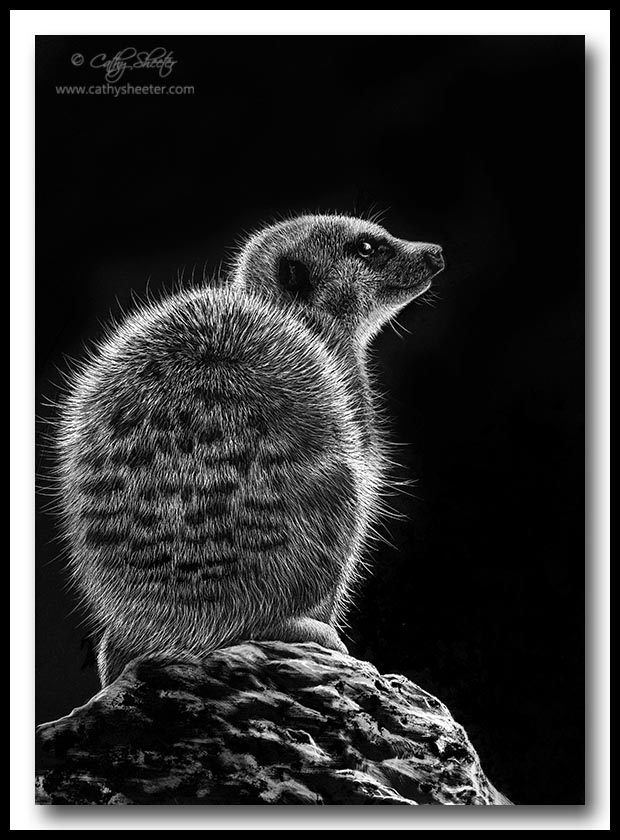 Meerkat - Scratchboard