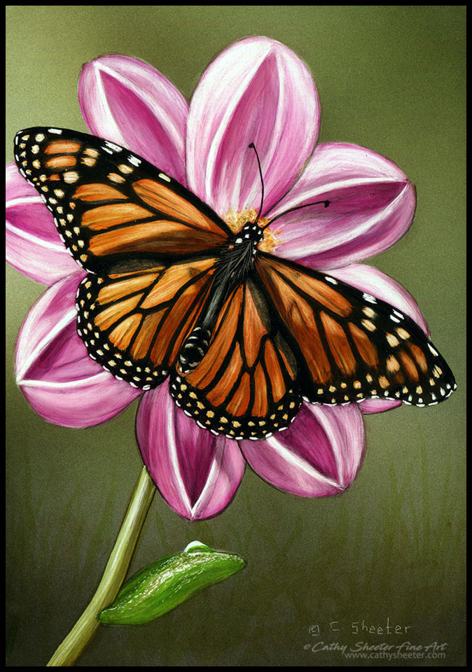 Monarch - Scratchboard butterfly