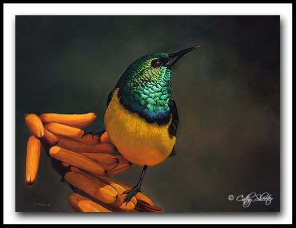 Napoleon - oil painting - collared sunbird