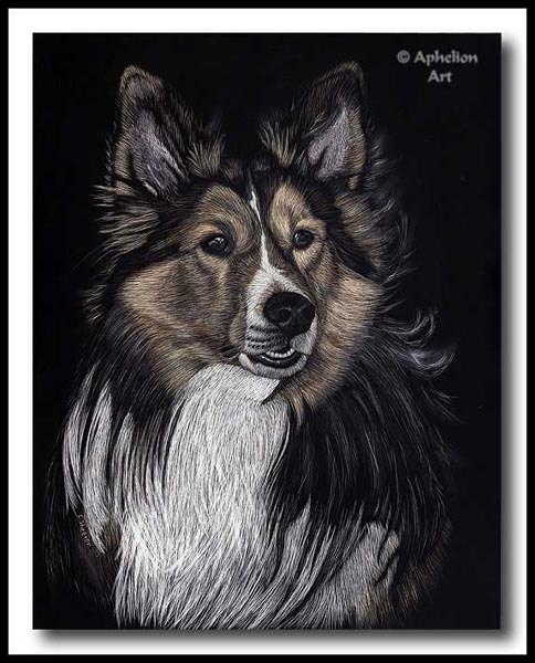 Nick - Scratchboard Sheltie