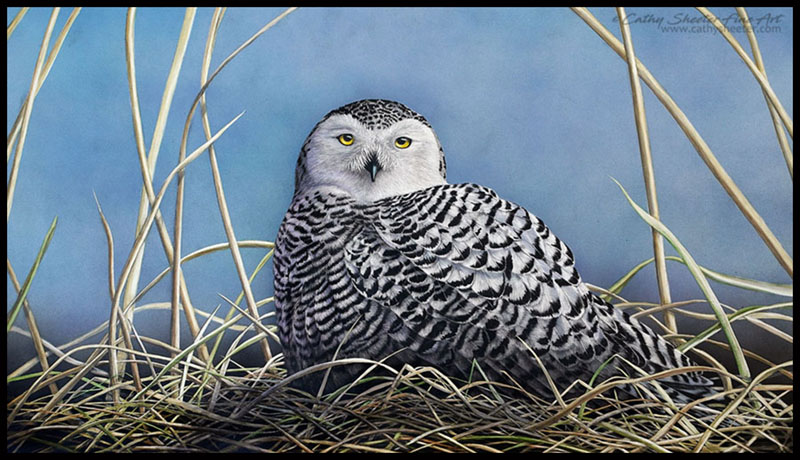 Northern Exposure - Scratchboard Snowy Owl