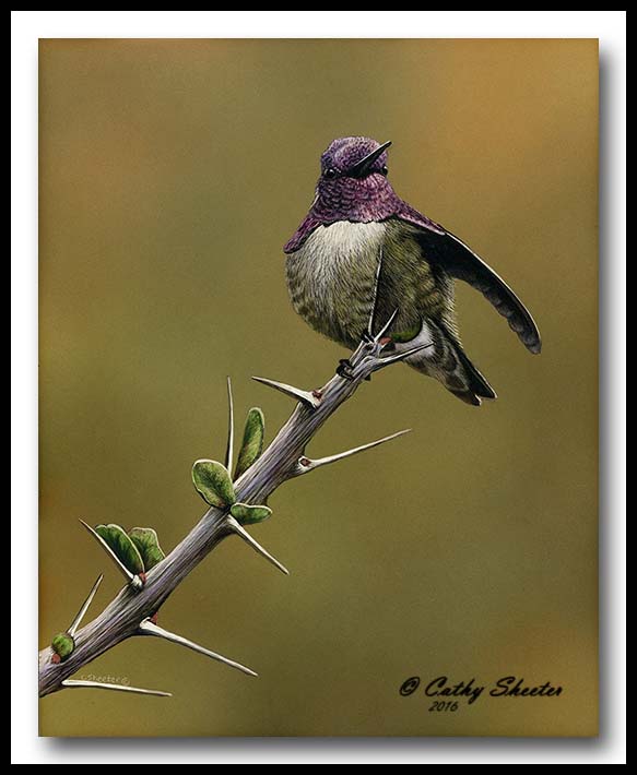 Ocotillo Outlook - Scratchboard Costa's Hummingbird 