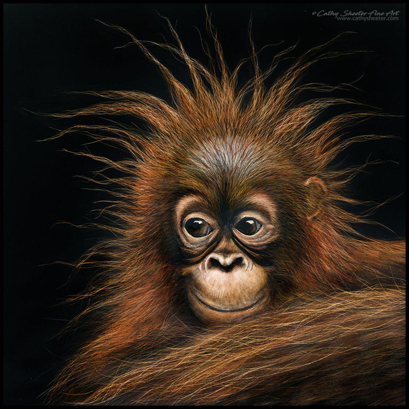 Cling On - Scratchboard Orangutan