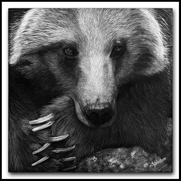 Patience Is A Virtue - Scratchboard Grizzly Bear