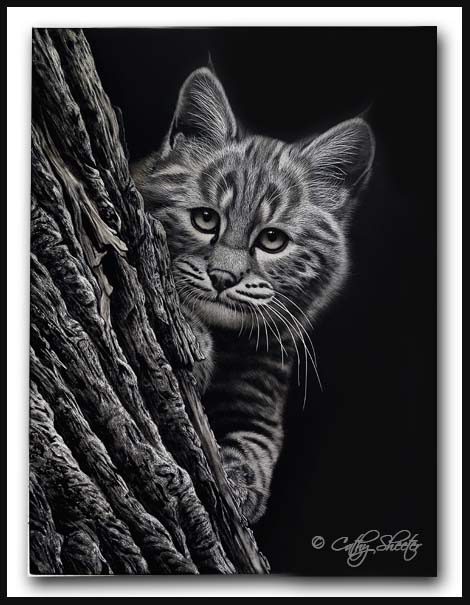 'Peek-A-Boo' - Bobcat Kittten Scratchboard Art