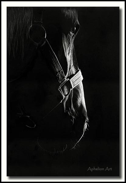 The Patriarch - Scratchboard Percheron Draft