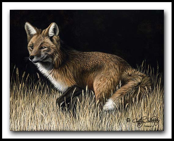 Poised - Scratchboard Art - Red Fox
