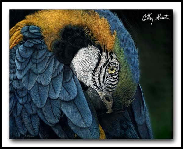 Preening Macaw - Scratchboard and Ink