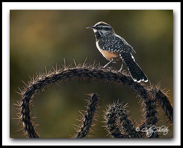 Prickly Perspective - Clayboard Cactus Wren