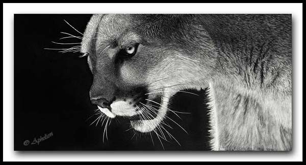Scratchboard Mountain Lion - On The Prowl