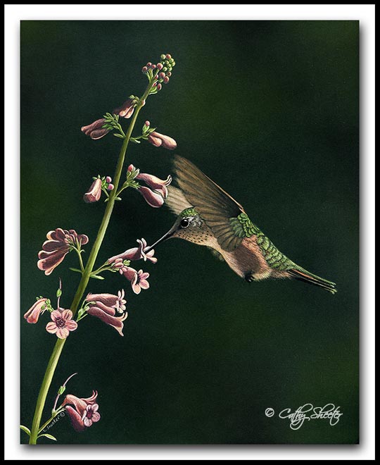 The Scratchboard Art of Cathy Sheeter "Quick Sip"