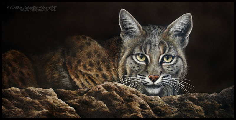 Qui Vive - Scratchboard Bobcat