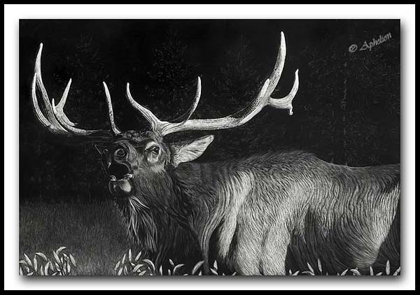 September Serenade - Elk Scratchboard