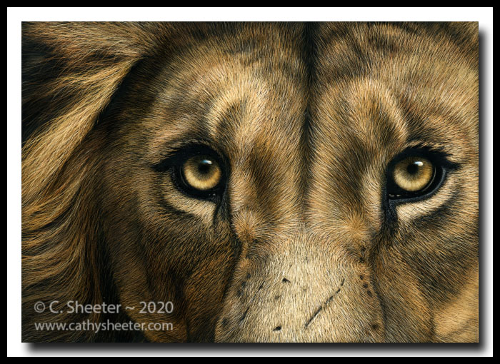 Serengeti Son - Scratchboard Art