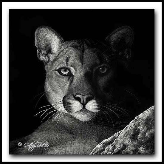 Shadow Cat- Scratchboard Mountain Lion