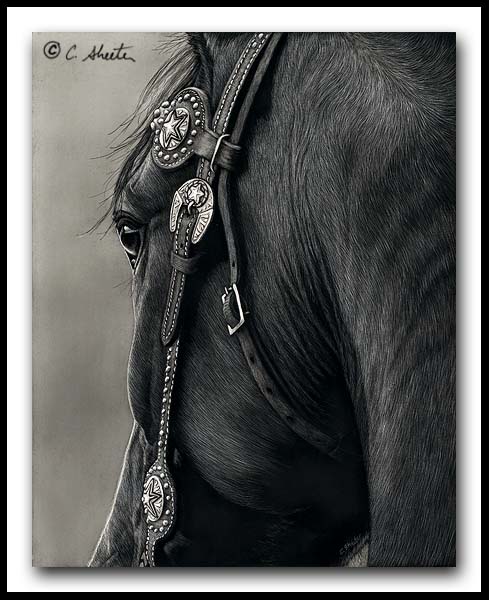 Shine On - Scratchboard AQHA