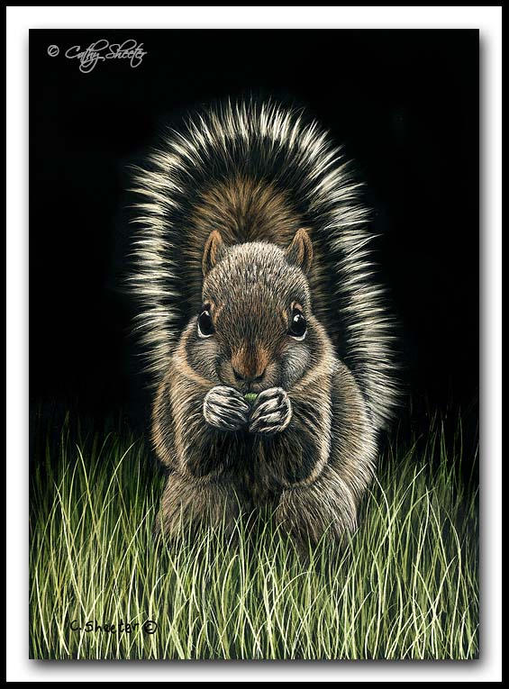 "Shirley the Baby Squirrel" - scratchboard 
