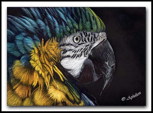 Macaw Portrait - Scratchboard Parrot