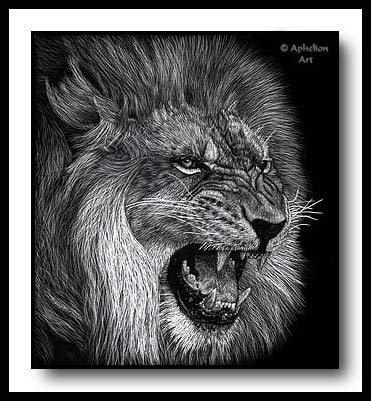 Snarl - scratchboard lion