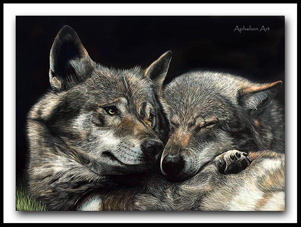 Soul Mates - Iberian wolves Scratchboard
