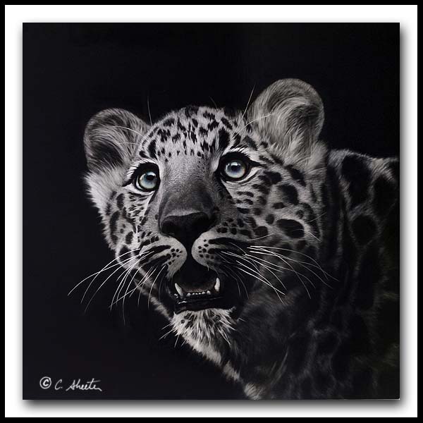 Scratchboard Art of Cathy Sheeter "A Sensitive Nature"
