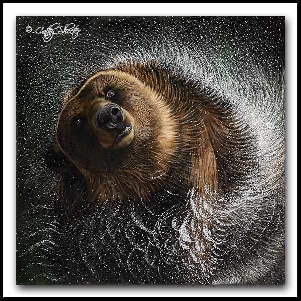 Spin Cycle - Grizzly Bear Scratchboard Art