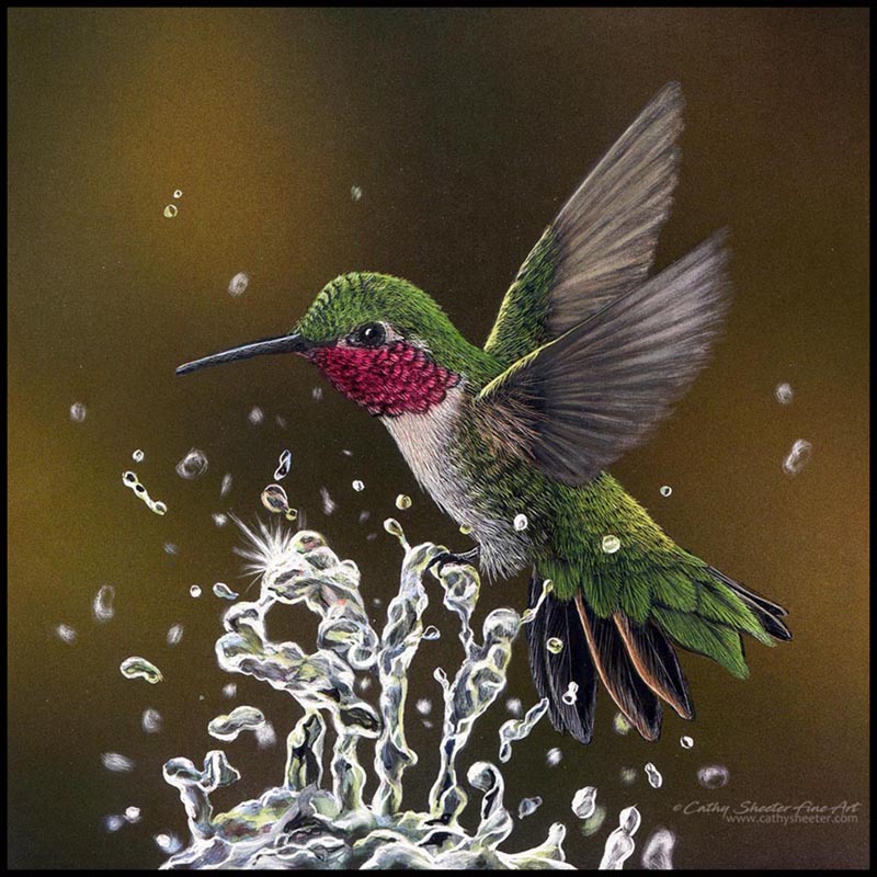 Splashing Hummer - Scratchboard Warbler