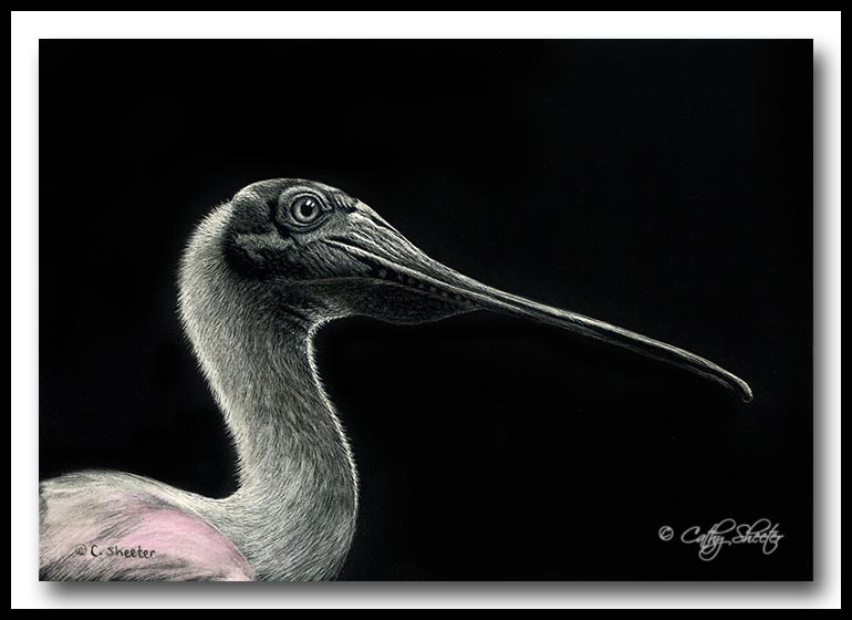 Spoonbill Blush - Scratchboard