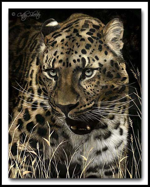 Scratchboard and Ink Amur Leopard Spotted